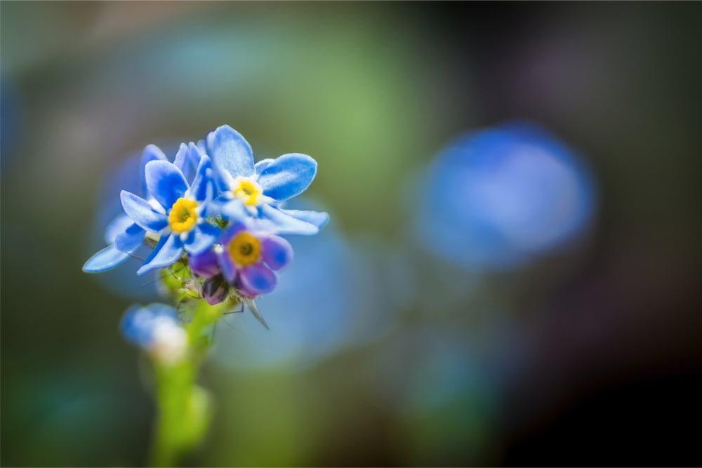 forget me nots trust