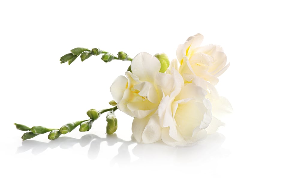 Trust symbol white freesia